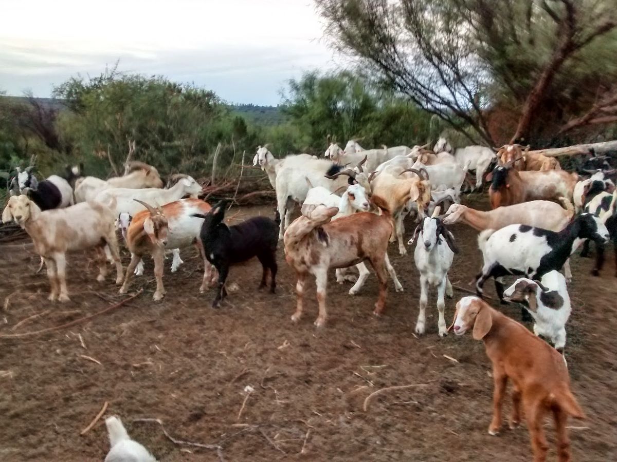 Venta de chivo en pie (promedio 10 kg)