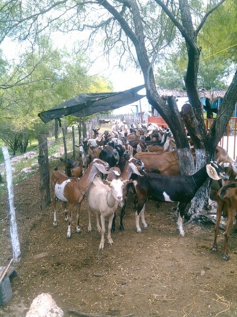 Venta de carne de chivo